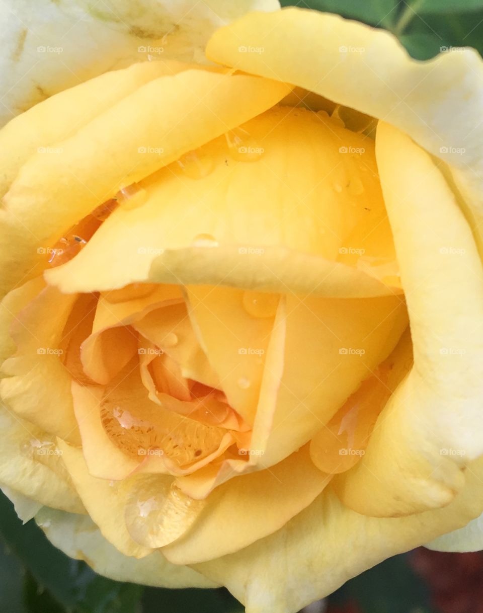 Yellow rose wet with rain