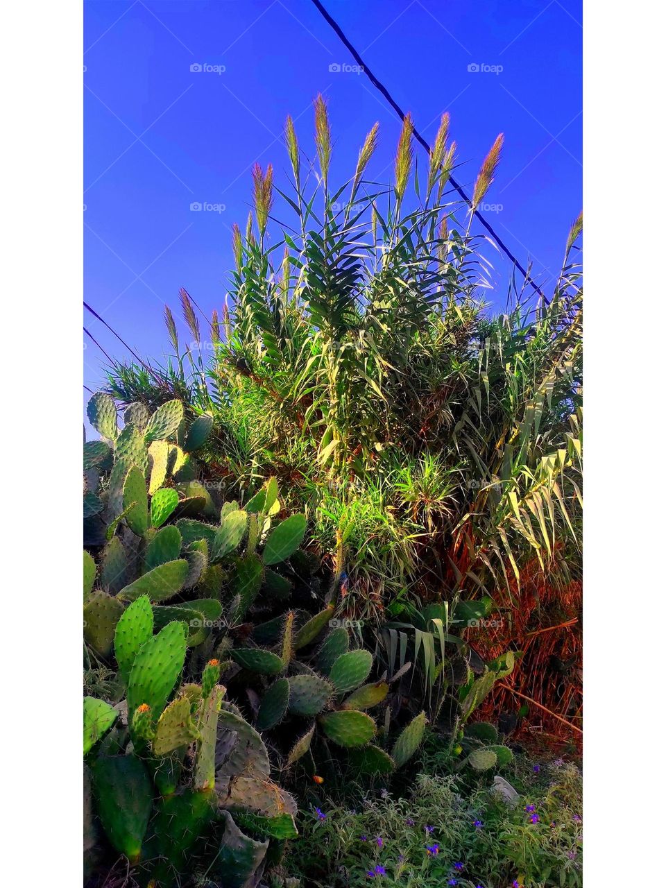 The image of cactus and the green color is wonderful and relaxing