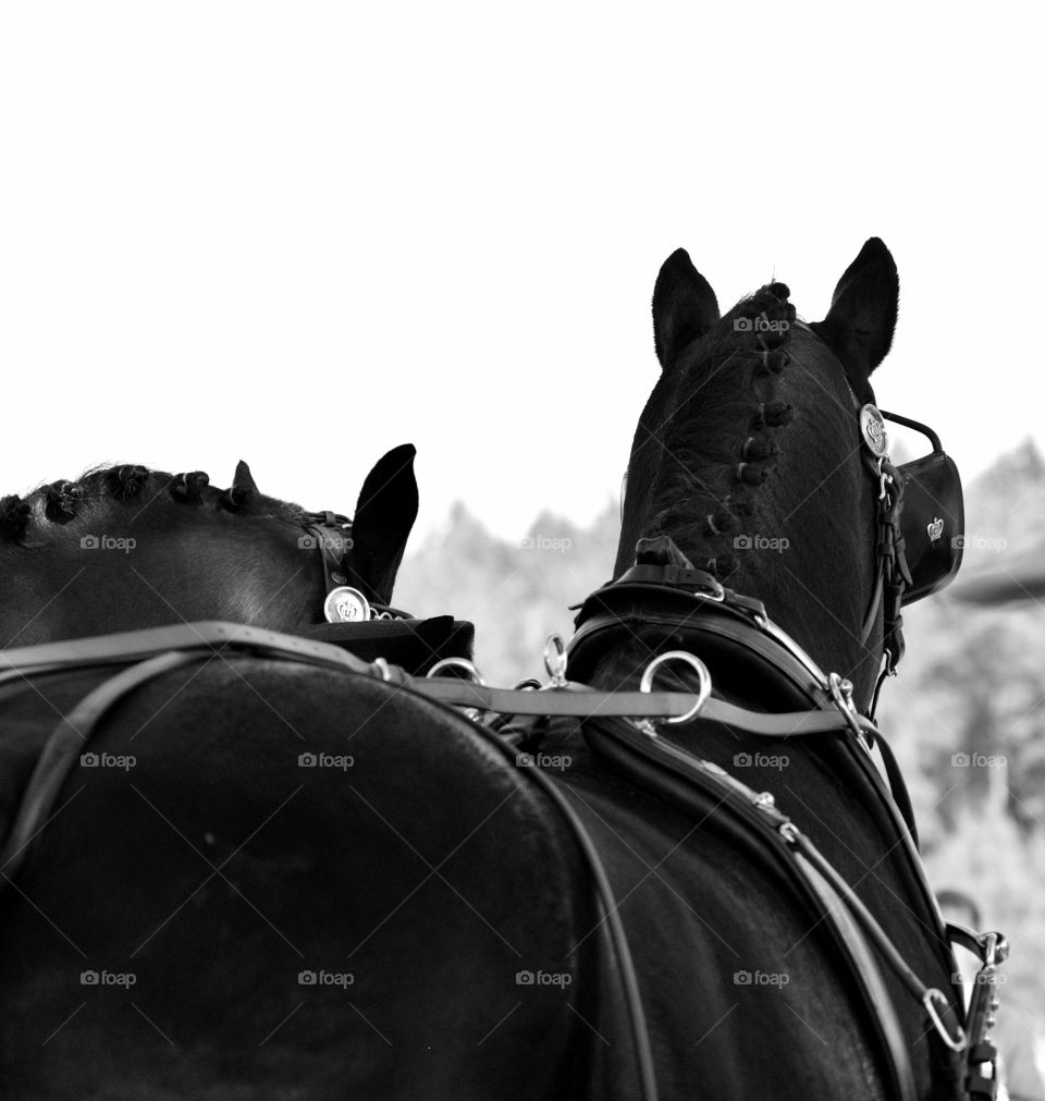 Powerful black and white picture of carriage horses