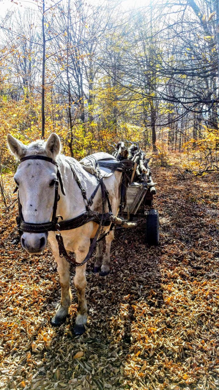 Somewhere in Romania