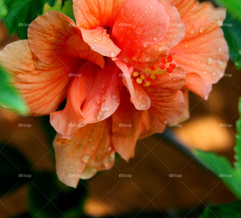 orange hibiscus.