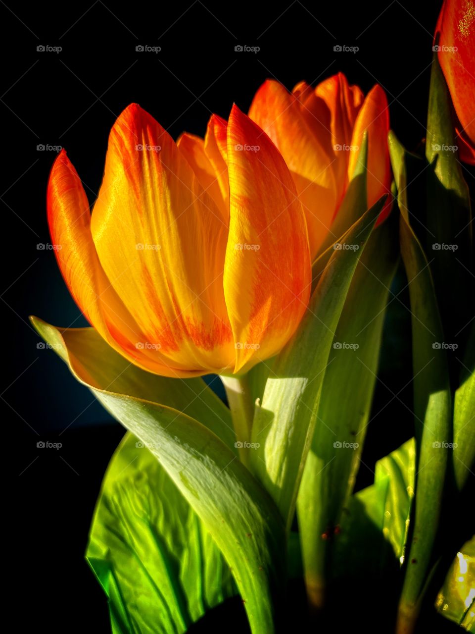 Tulips