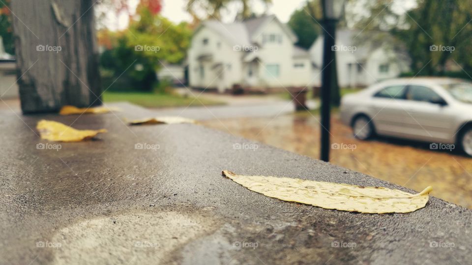 Dead Leaves and the Rainy Ground Pt 2
