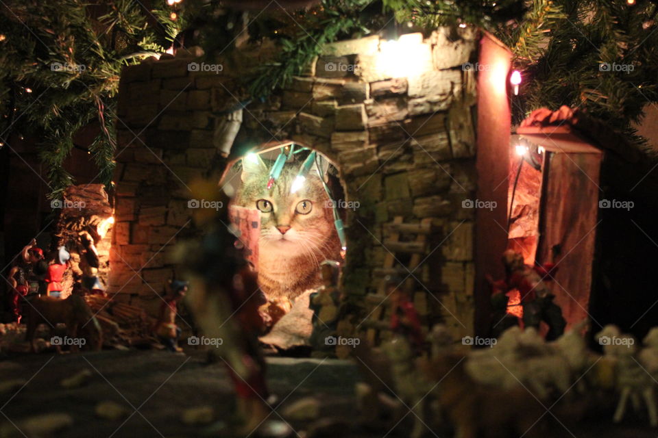 cat hiding back nativity scene