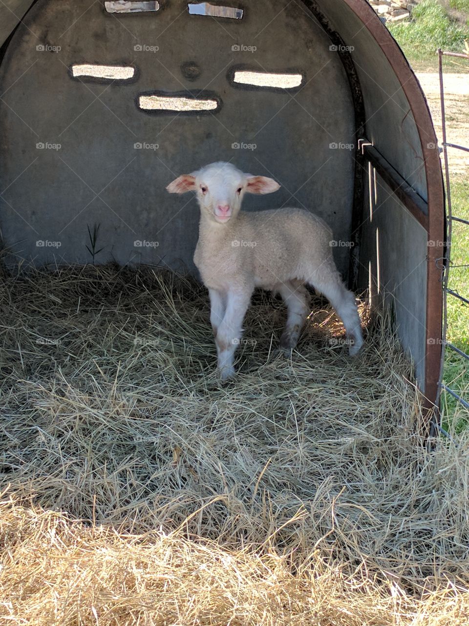 Shy little lamb