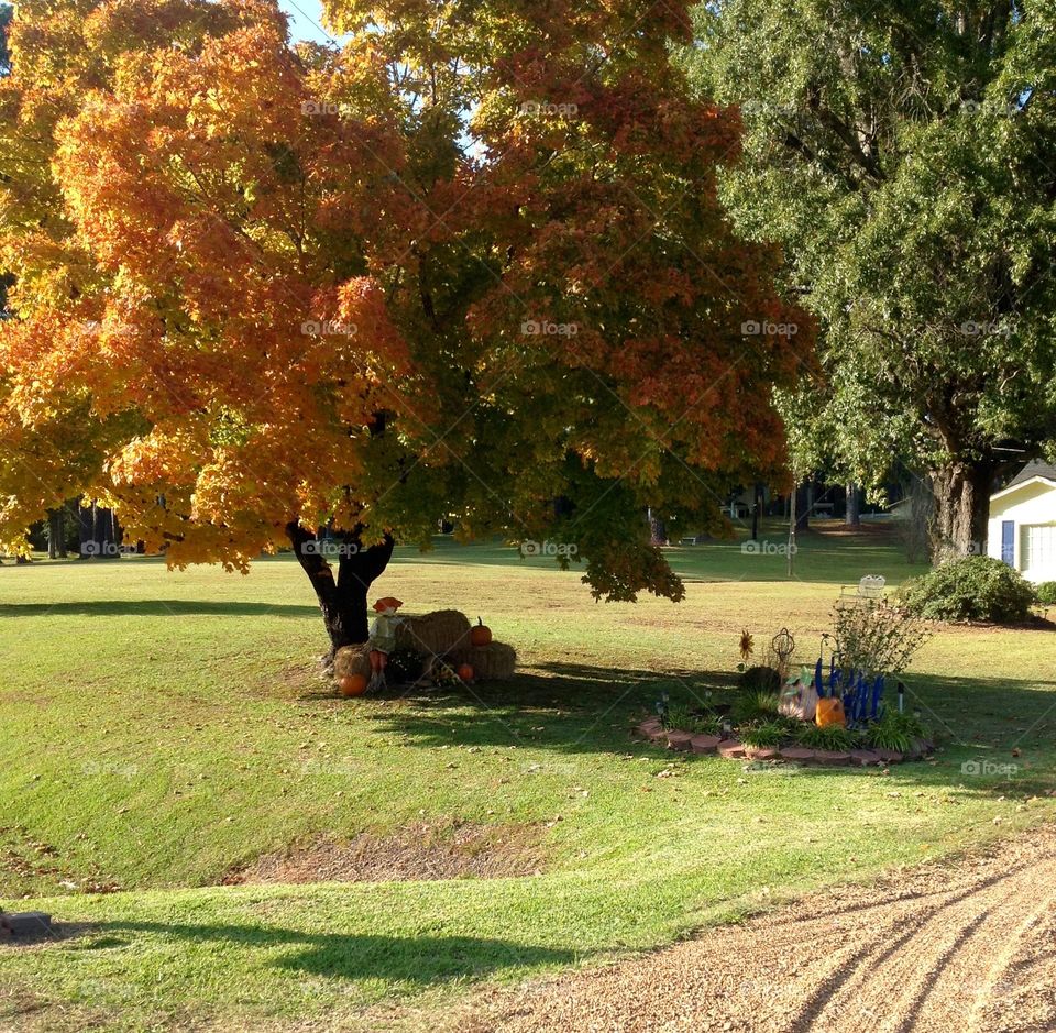 Beauty of Fall