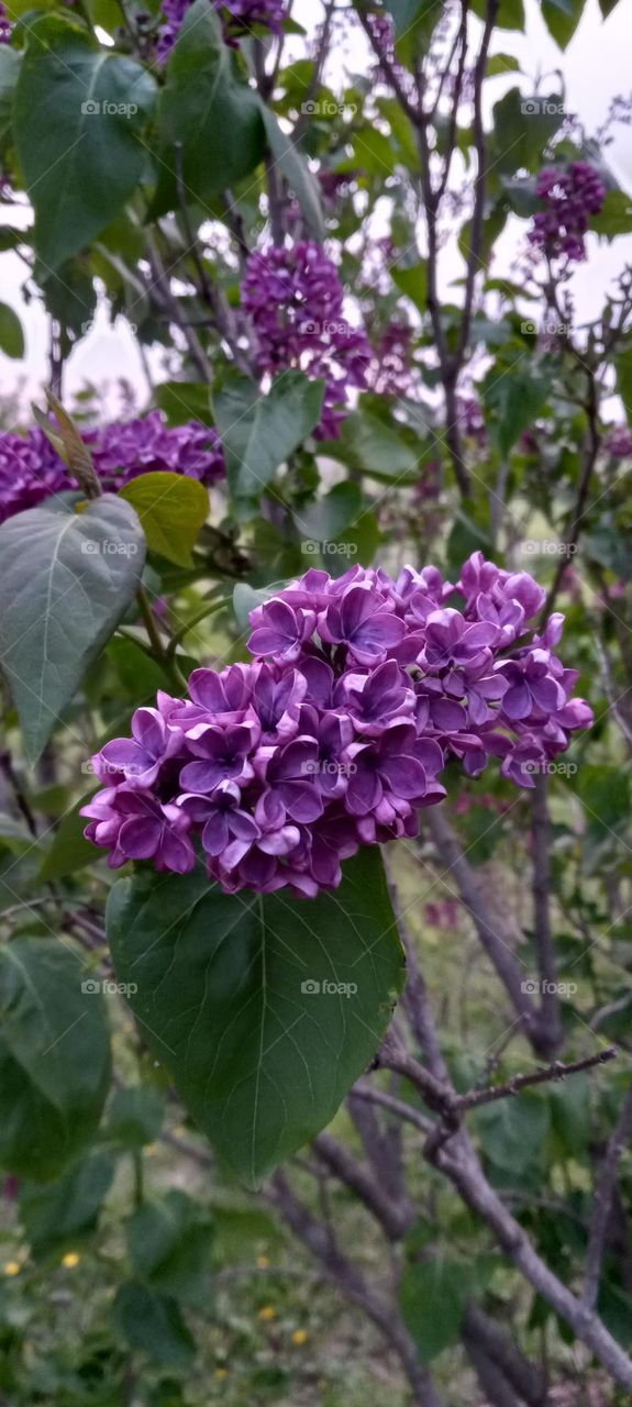 lilacs