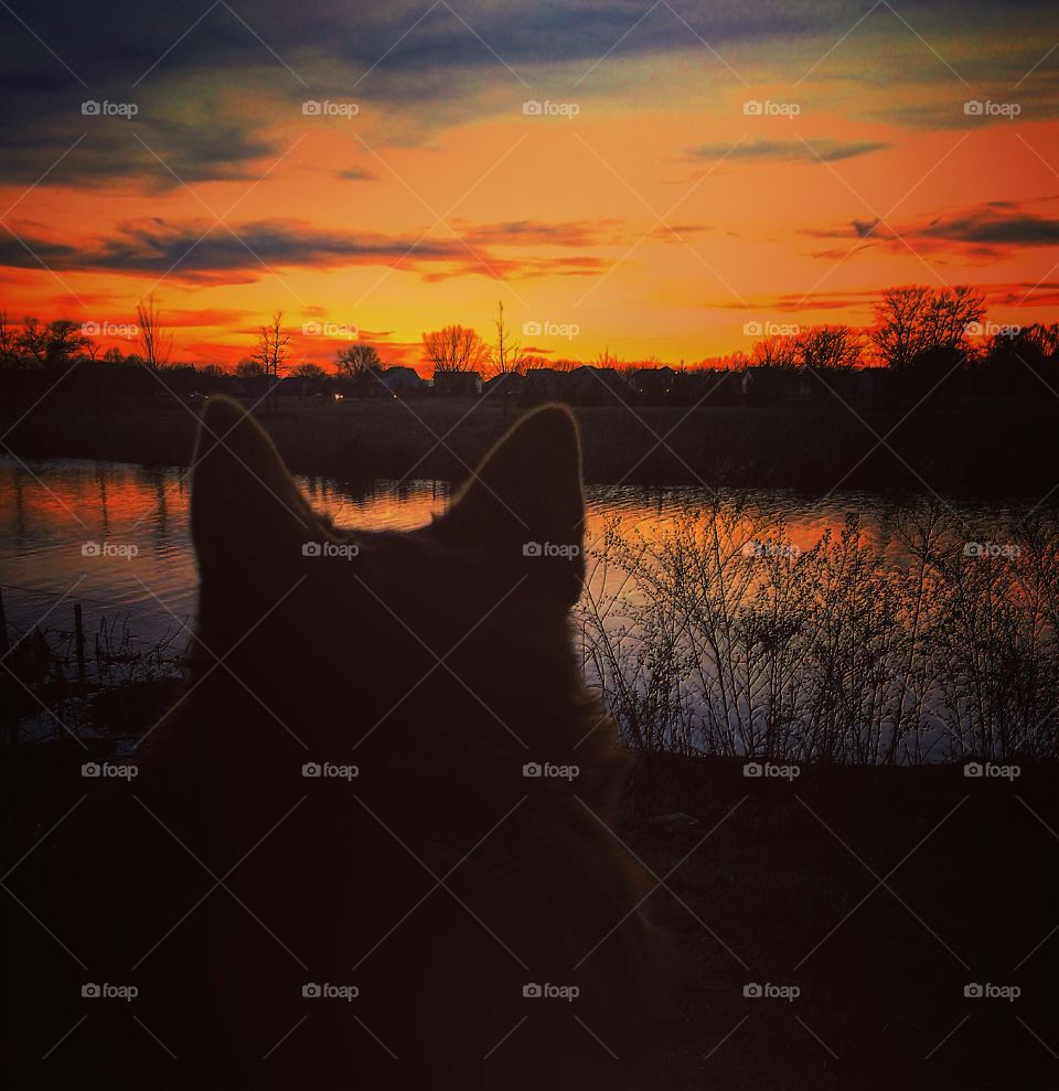 Even a dog can notice a beautiful sunset in the sky (unless that’s Batman!) 