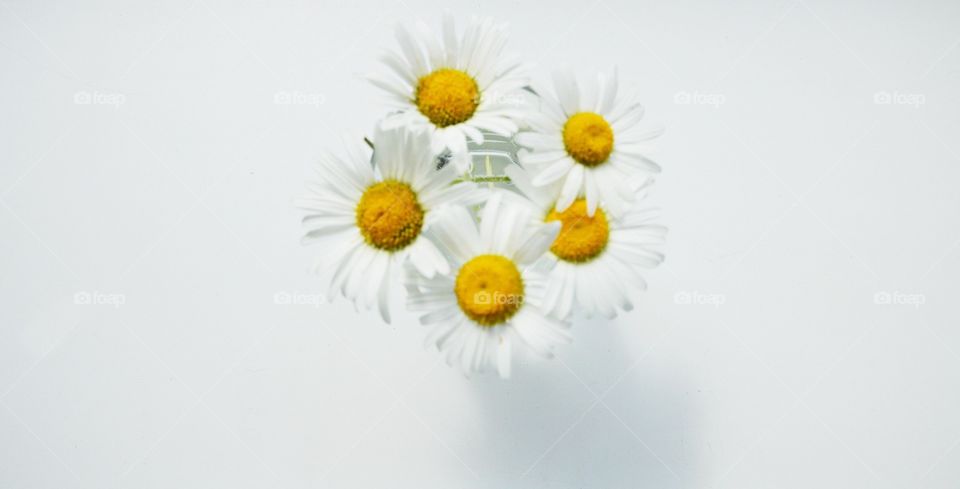 the most familiar flowers of chamomile