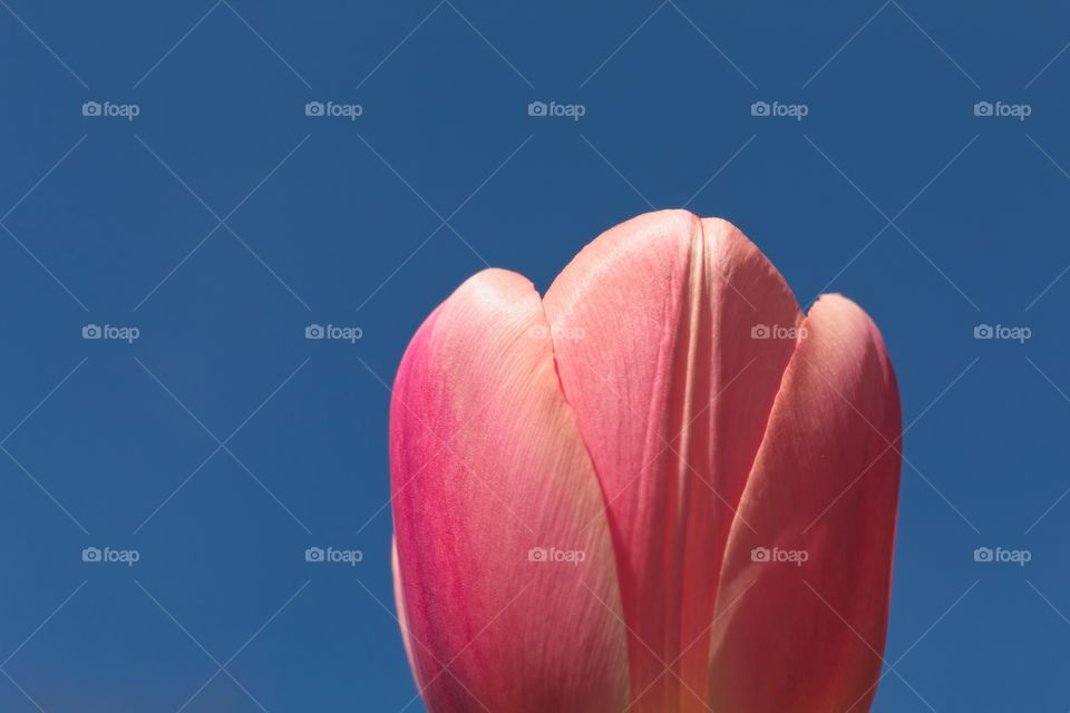 red tulip against sky
