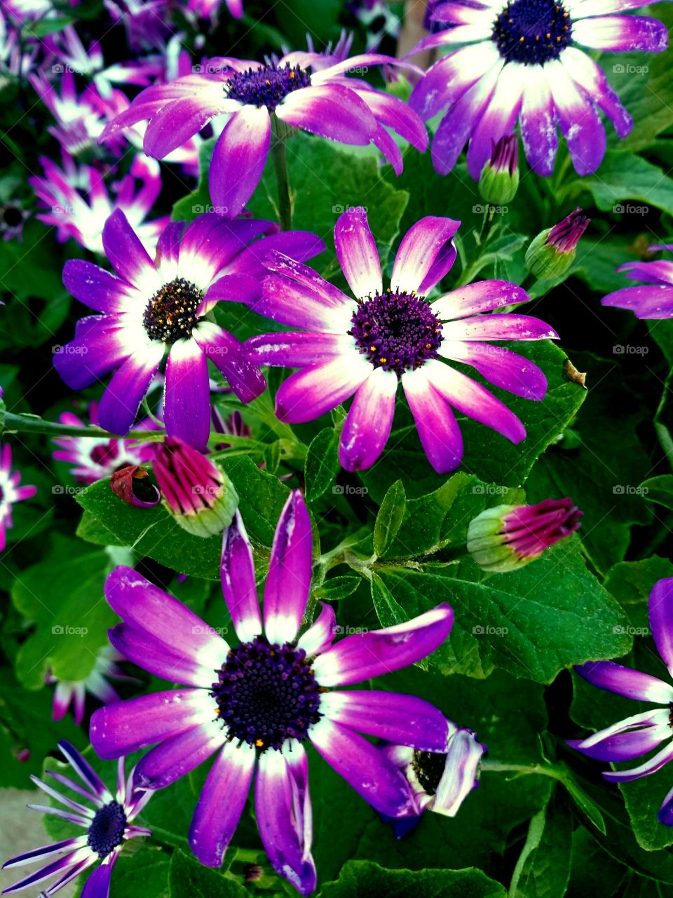 bright fuscia flowers