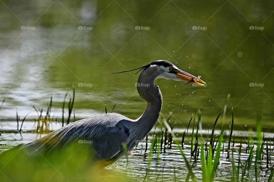 A great blue heron catching fish