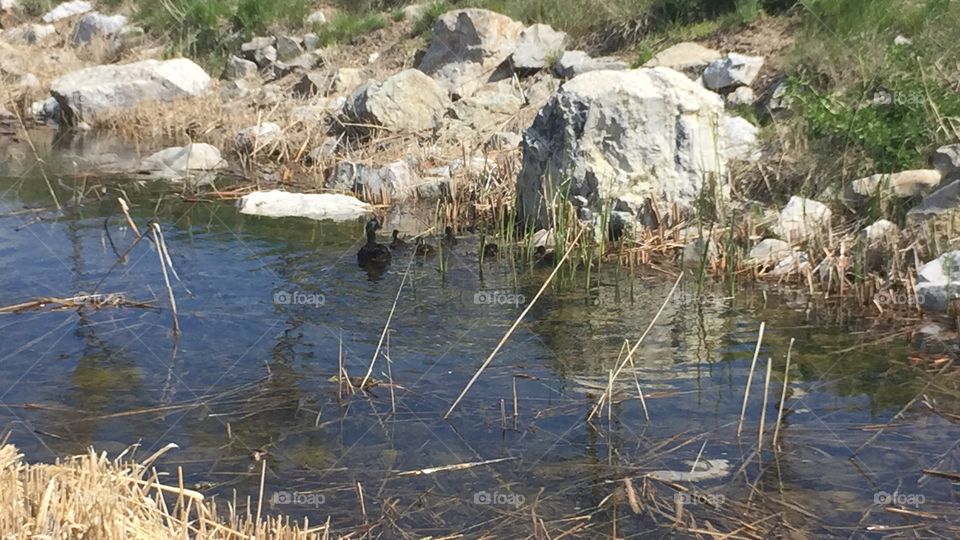 Baby And Mommy Ducks. Copyright © CM Photography May 2019. 