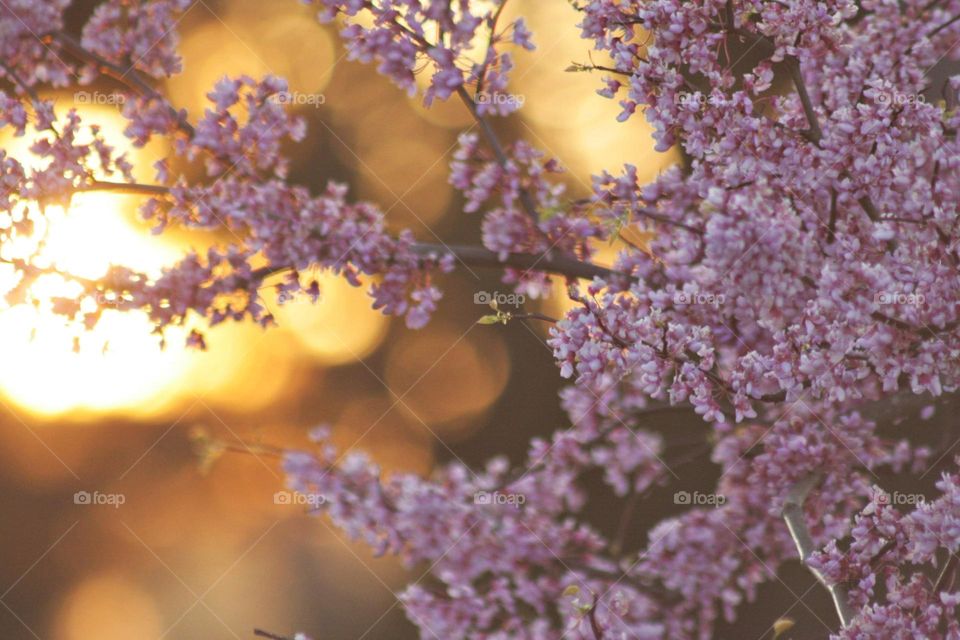 Sunset glowing soft Pink Orange flowers blossoming Springtime trees