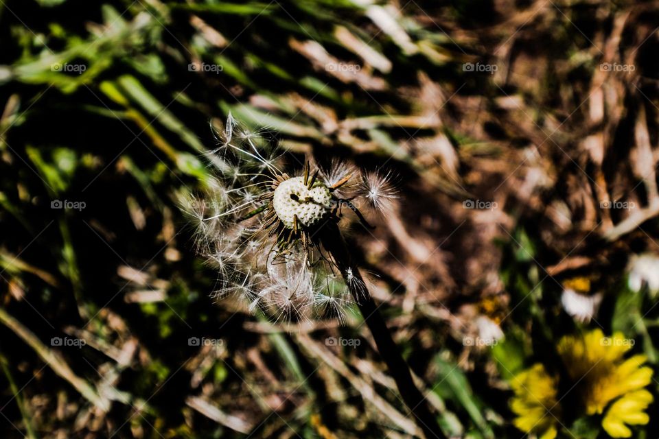 damaged dandelion