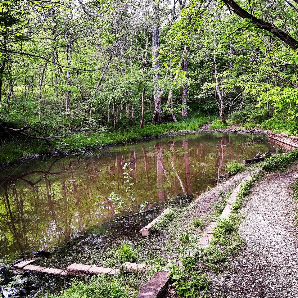 Pond in the woods