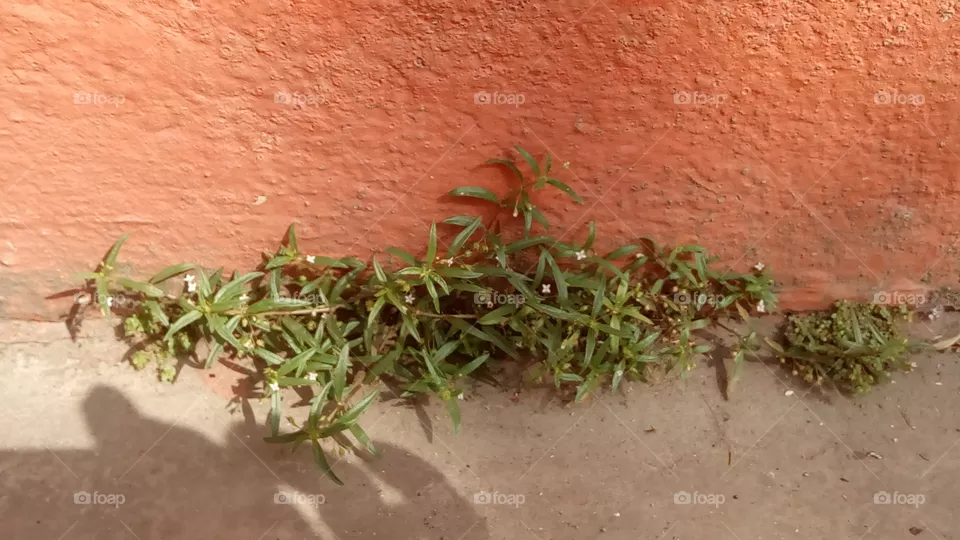 plants