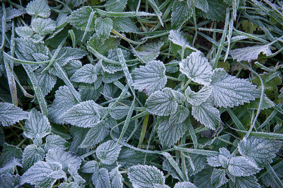 morning frost on green plants 