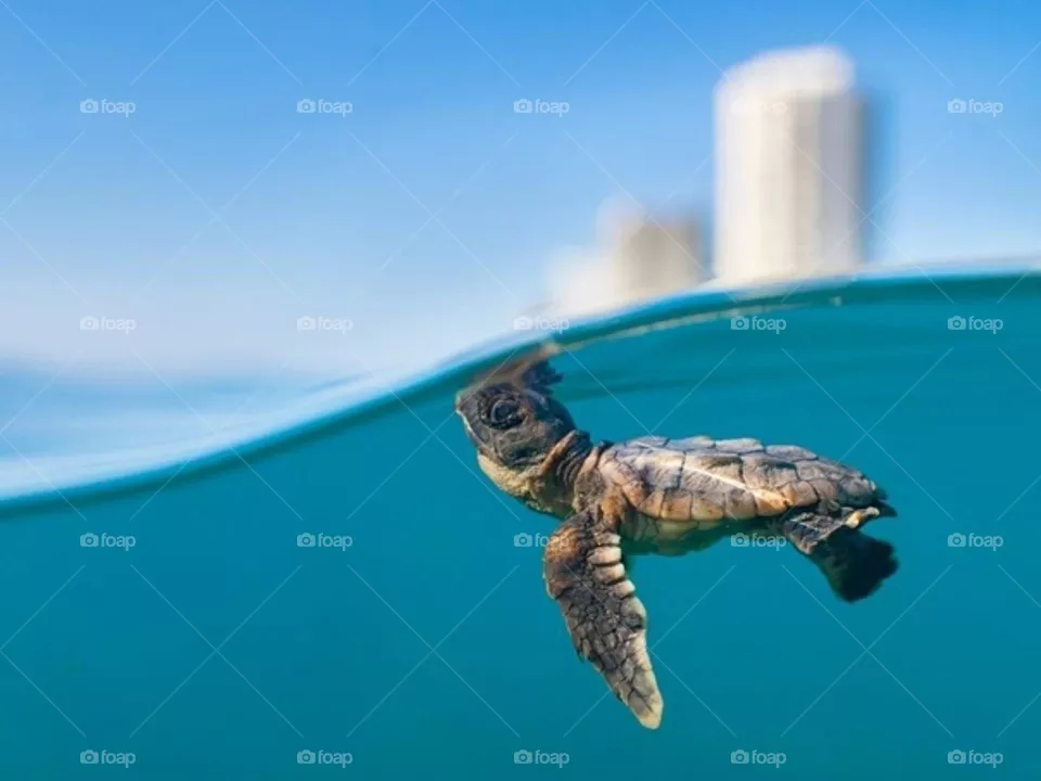 turtle baby