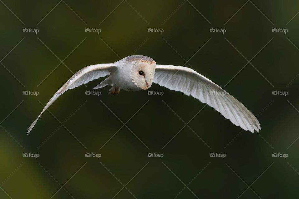 A close up of a barn owl