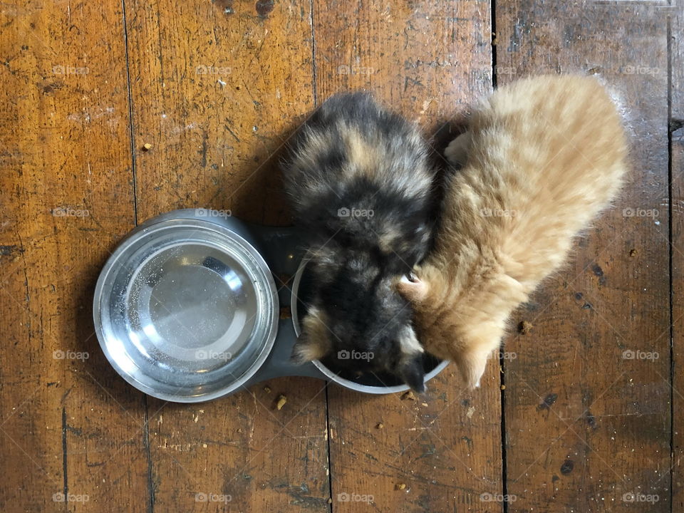 Kittens having dinner