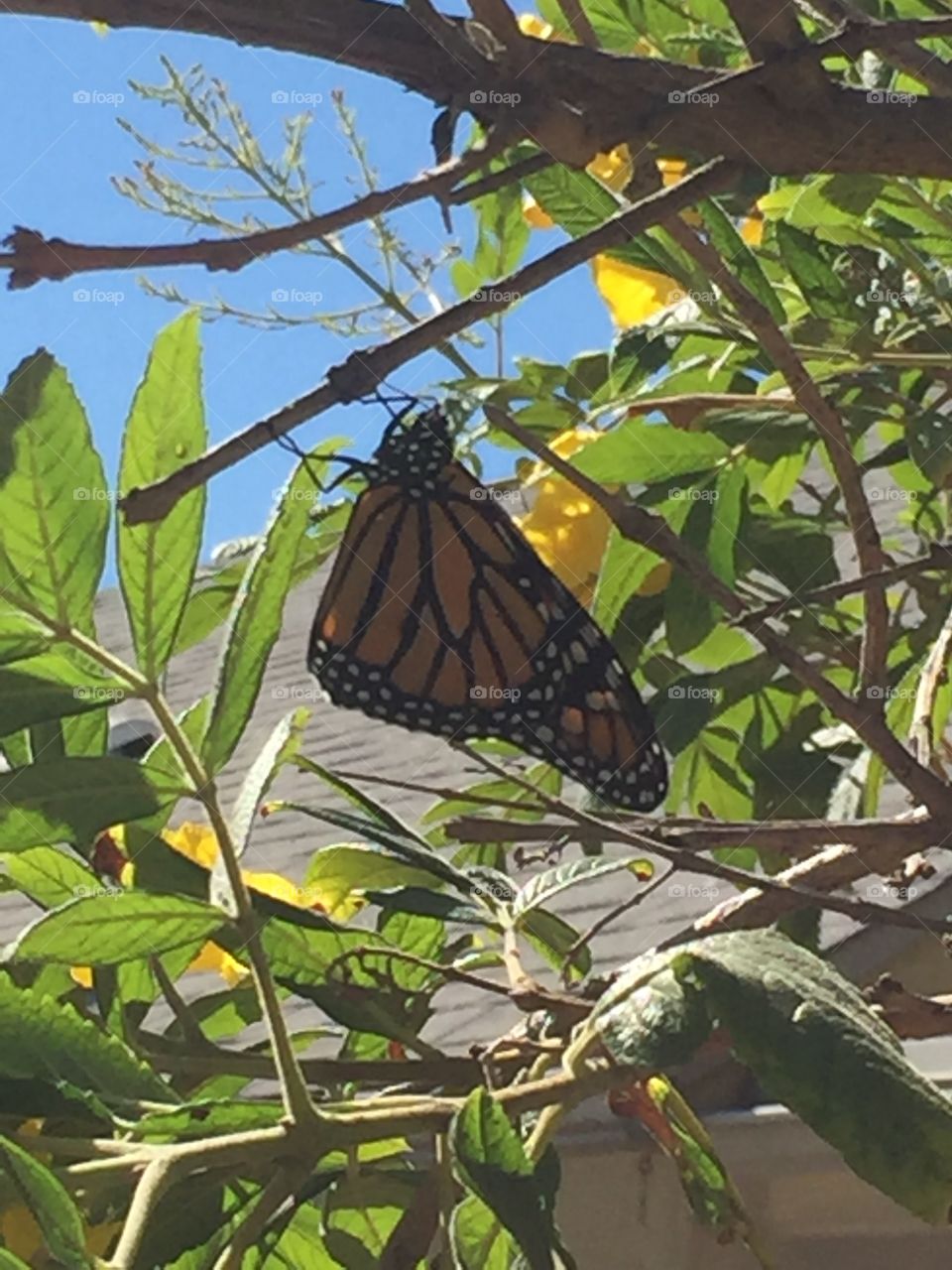 Monarch butterfly 