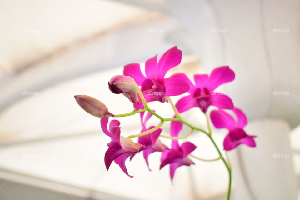 Orchid flowers in nursery shop at Diyatha Uyana, Sri Lanka.