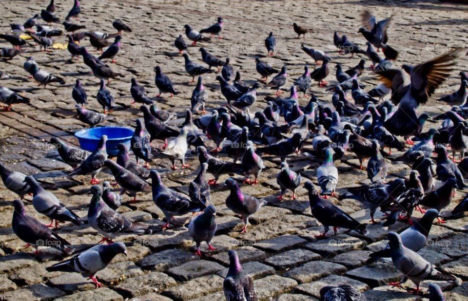 Istanbul pigeon 