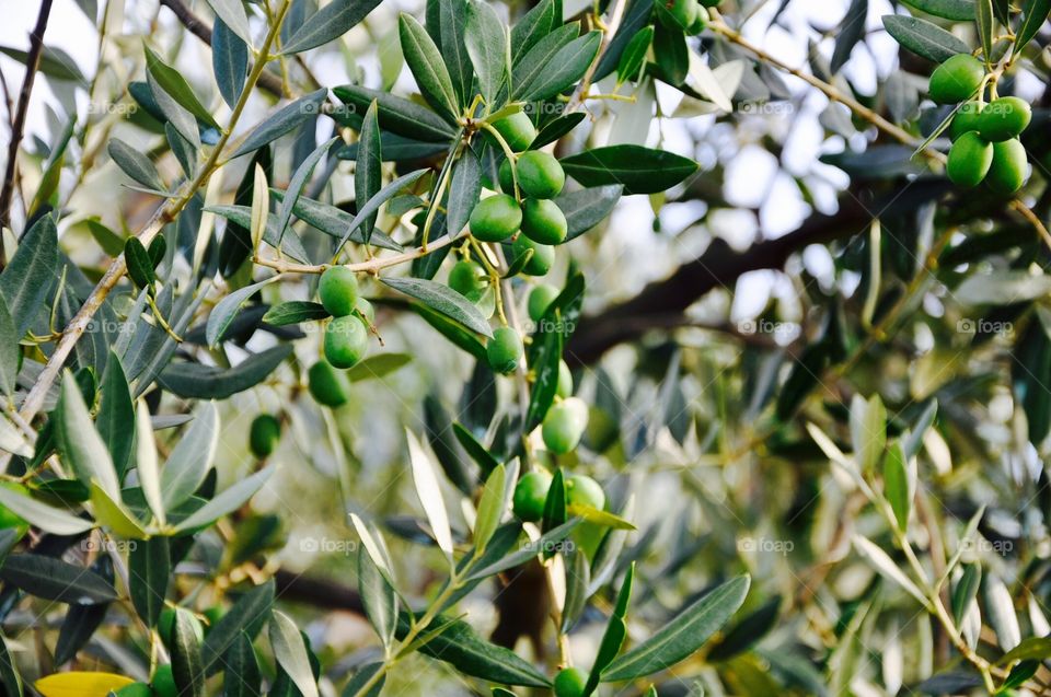 Olive trees 