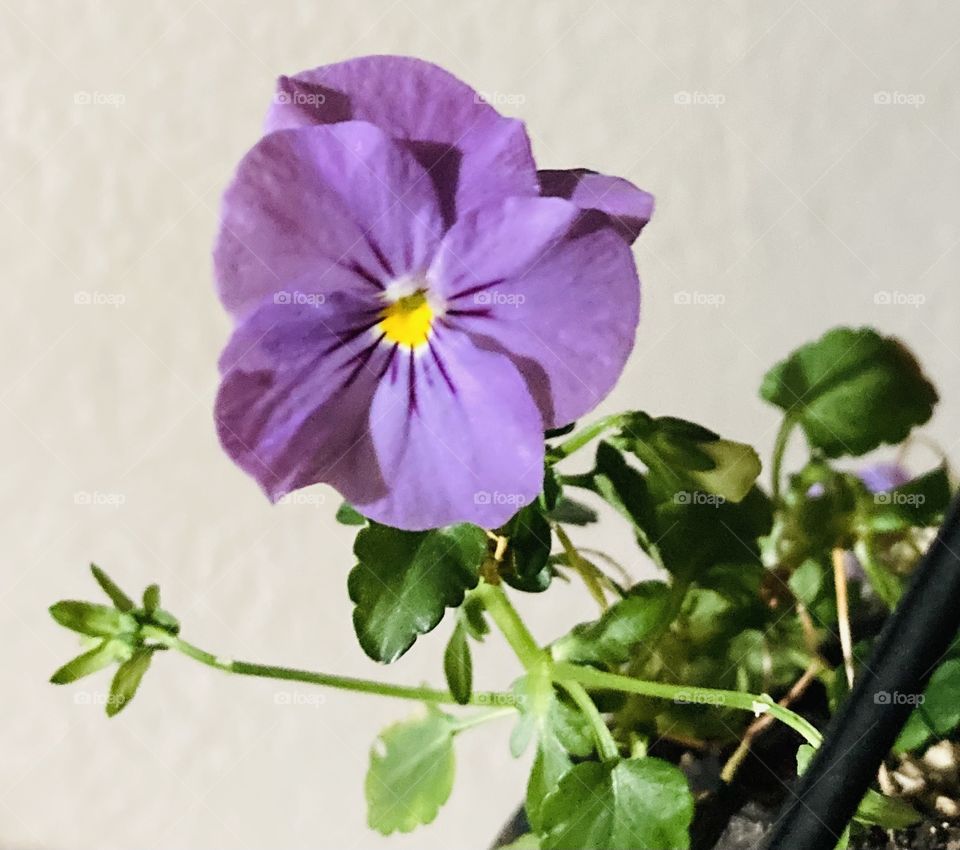 🌹 🇺🇸 Very beautiful flowers to brighten our day.  Live nature and its beauty. Did you like the delicate petals? / 🇧🇷 Flores muito bonitas para alegrar nosso dia. Viva a natureza e sua beleza. Gostaram das pétalas delicadas? 