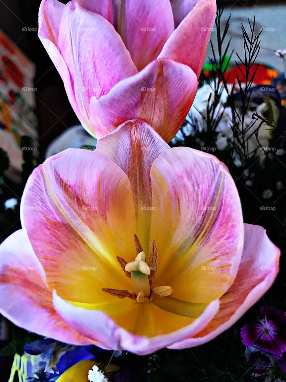 Close up of purple flower