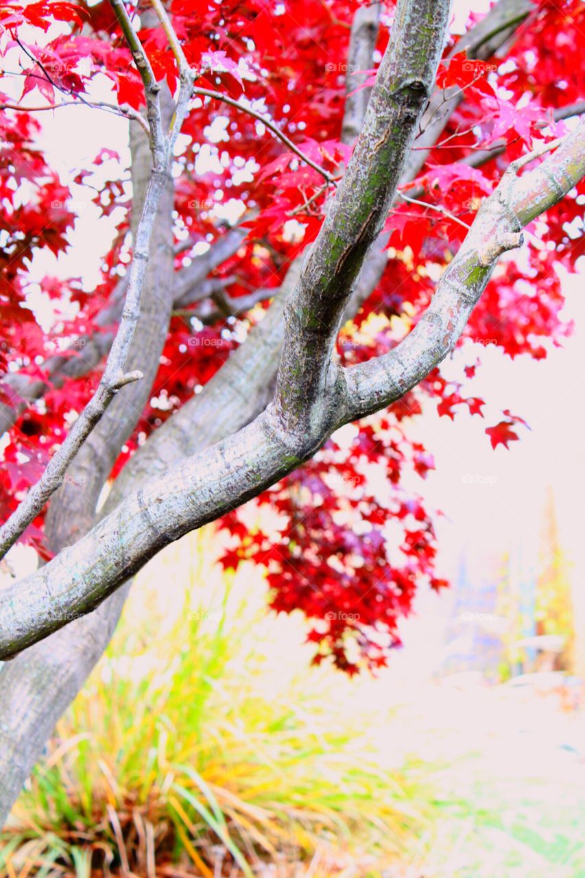 Grey bark with red leaves