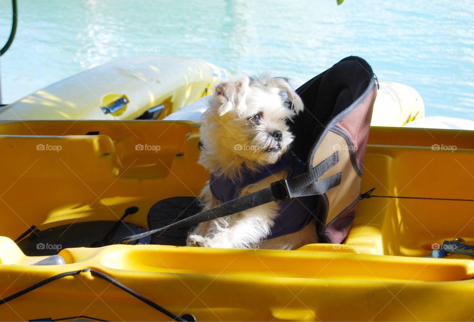 Dog in a canoe