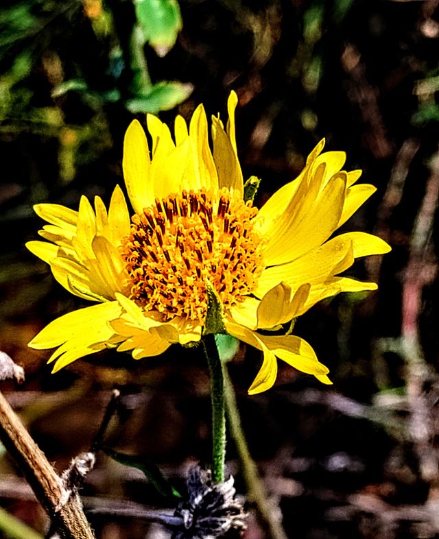 Flower ywllow