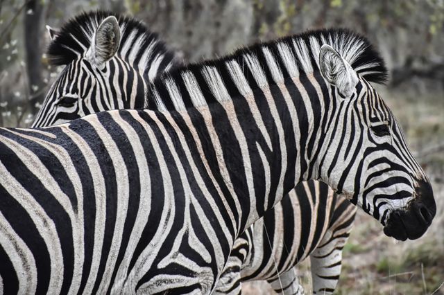 African Zebra 