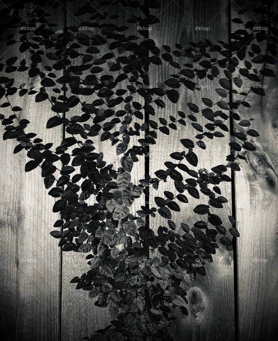 Multiverse. Vines in the shape of the tree of life!!! Black and white of green vines growing up a fence in Texas. Lots of leaves!