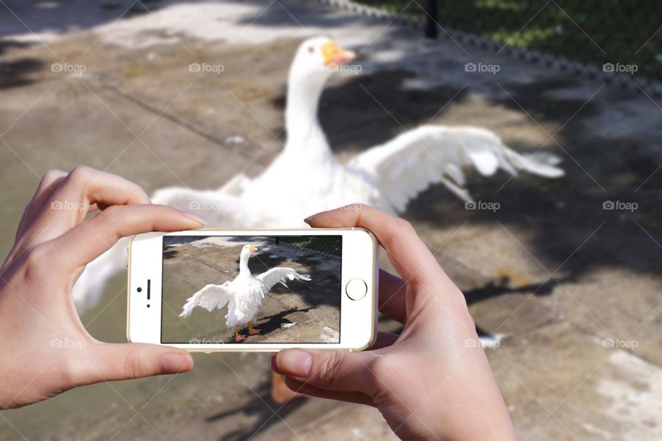 Using my mobile device to take a picture of a snow goose spreading its winds