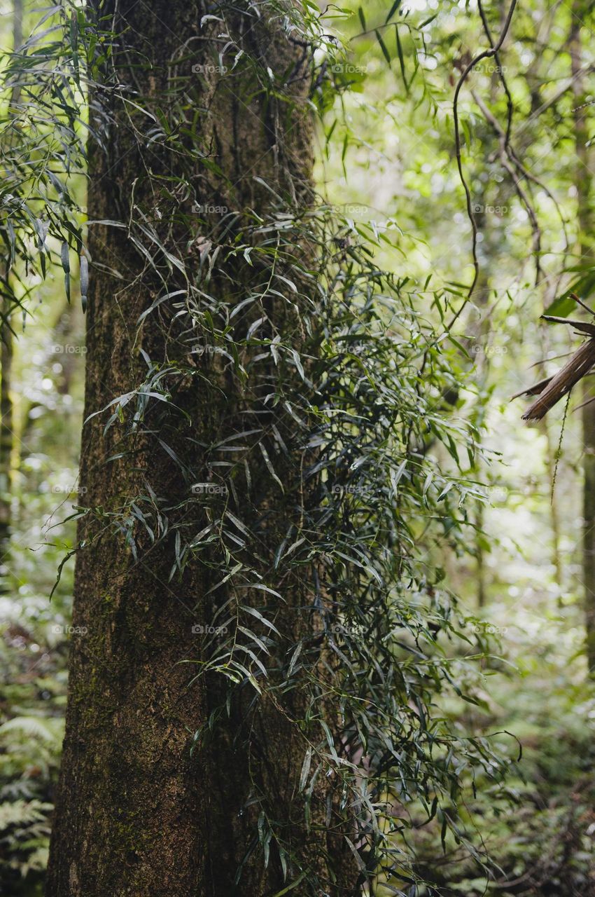 Growth in the rainforest of Lamington Platteau, Queensland