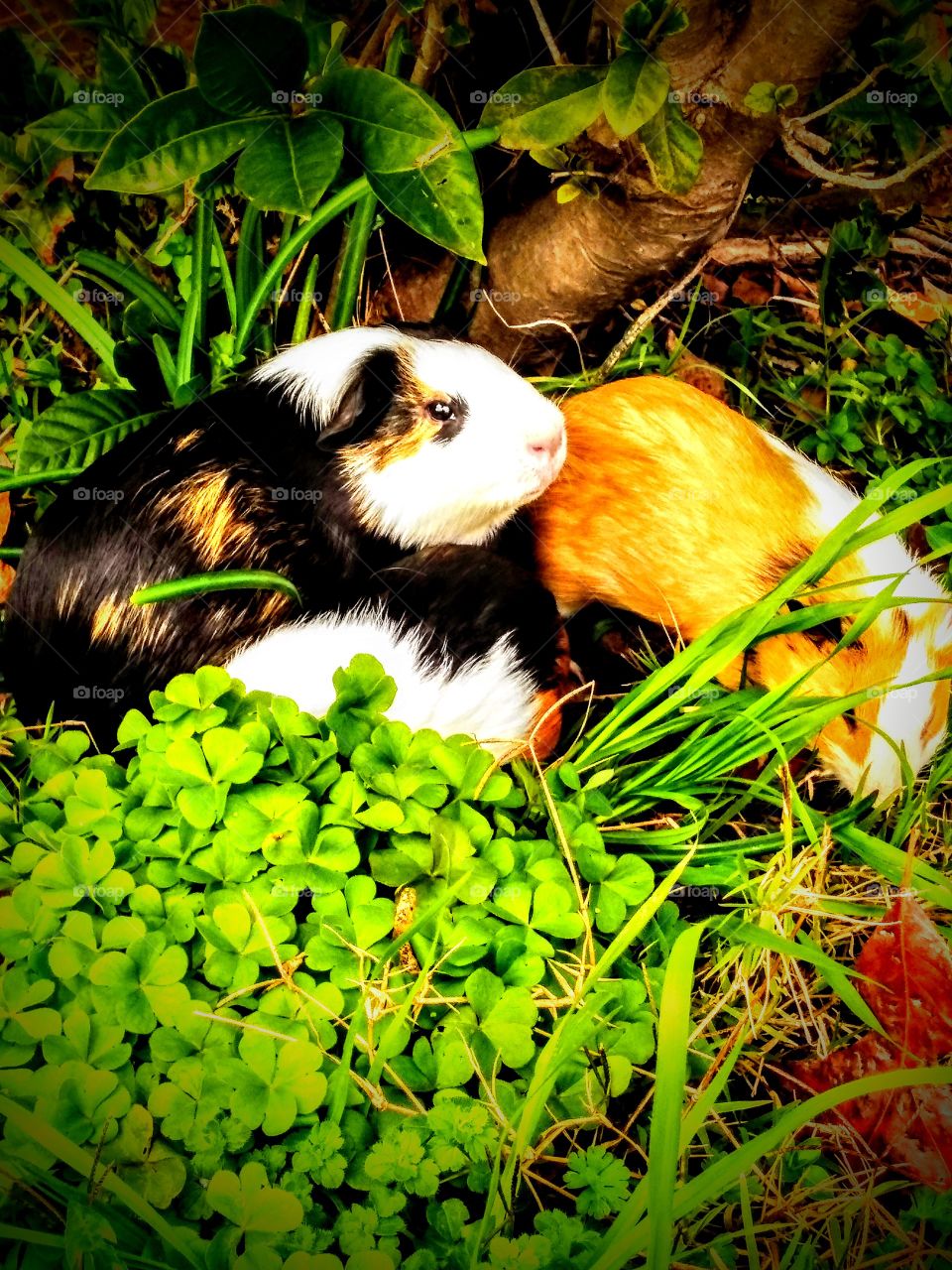 group of guinea pigs