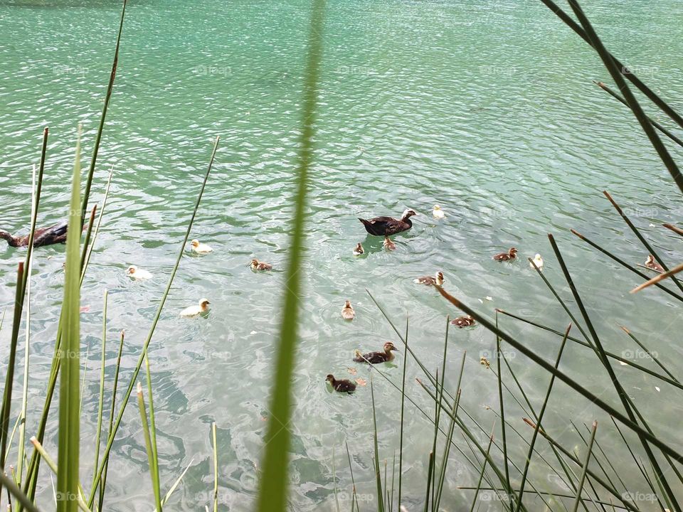 Lake#ducks#nature#animals