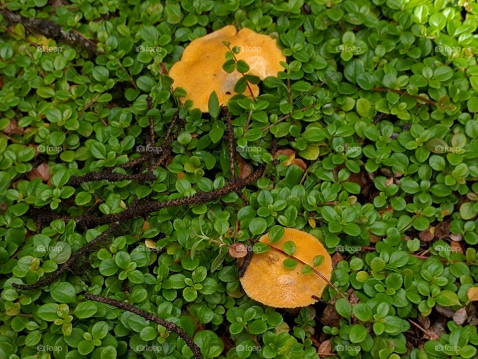 mushrooms in twinflower
