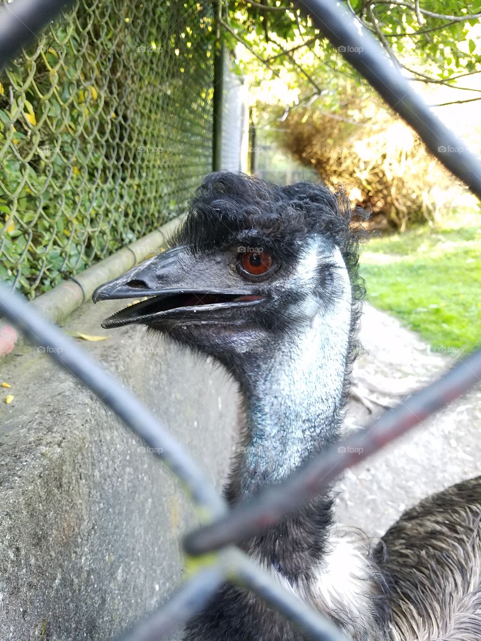 Profile of an emu at the Woodland Park Zoo in Seattle