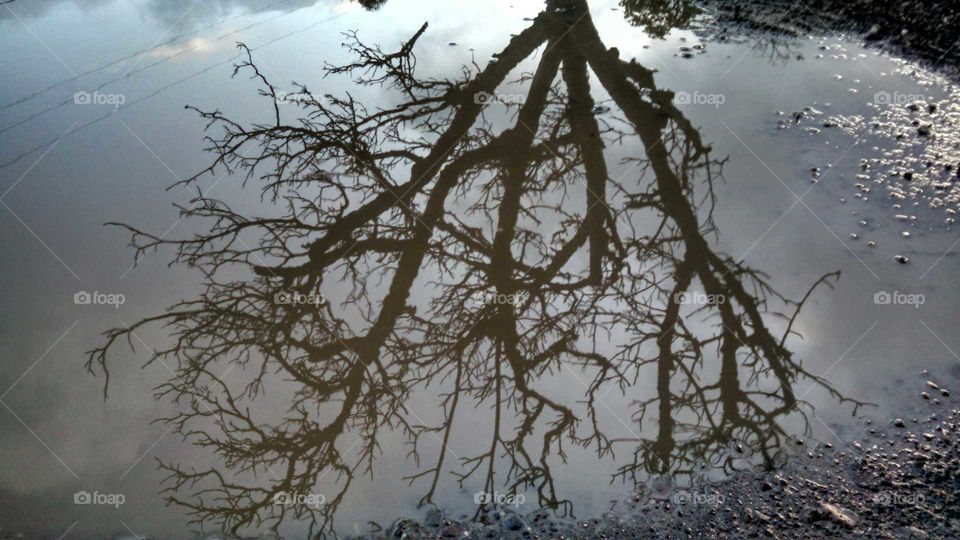 Mud Puddle Reflecting Tree