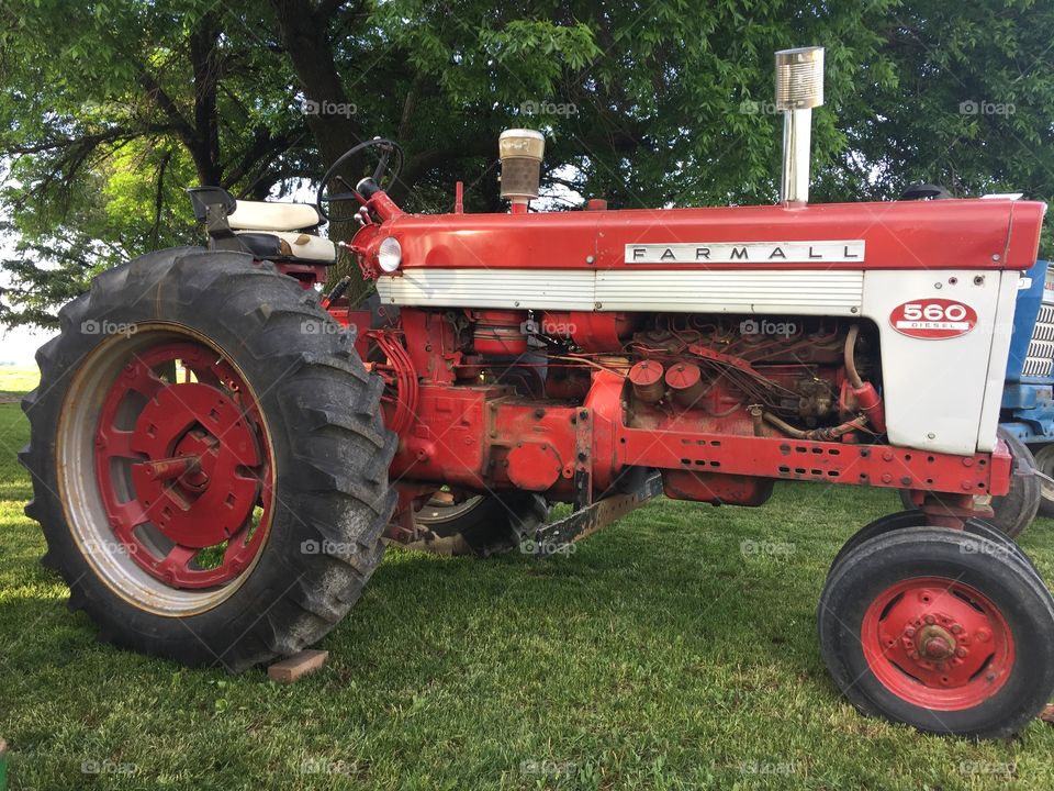 An antique International Farmall tractor on the grass under a shady tree 