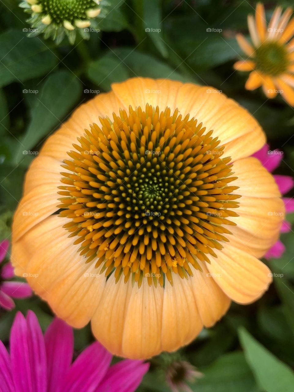 Captivating coneflowers 