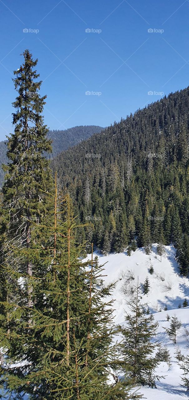 Carpathian mountains covered by forests