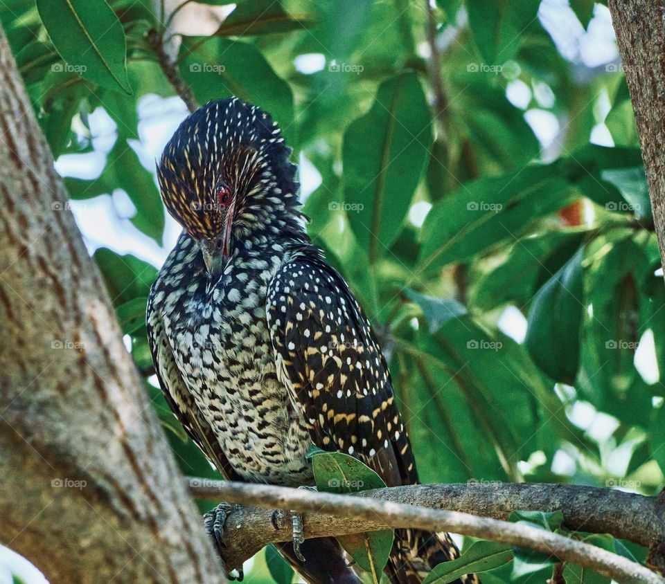 Bird photography - Indian koel - Perching behaviour 