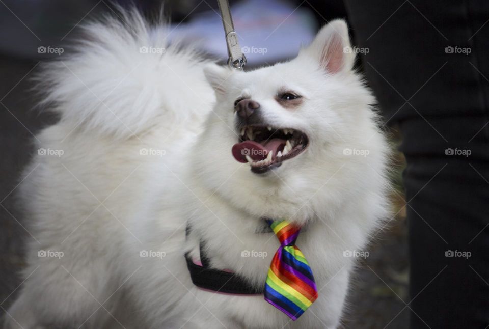 Sweet dog with rainbow flag colors on the necktie