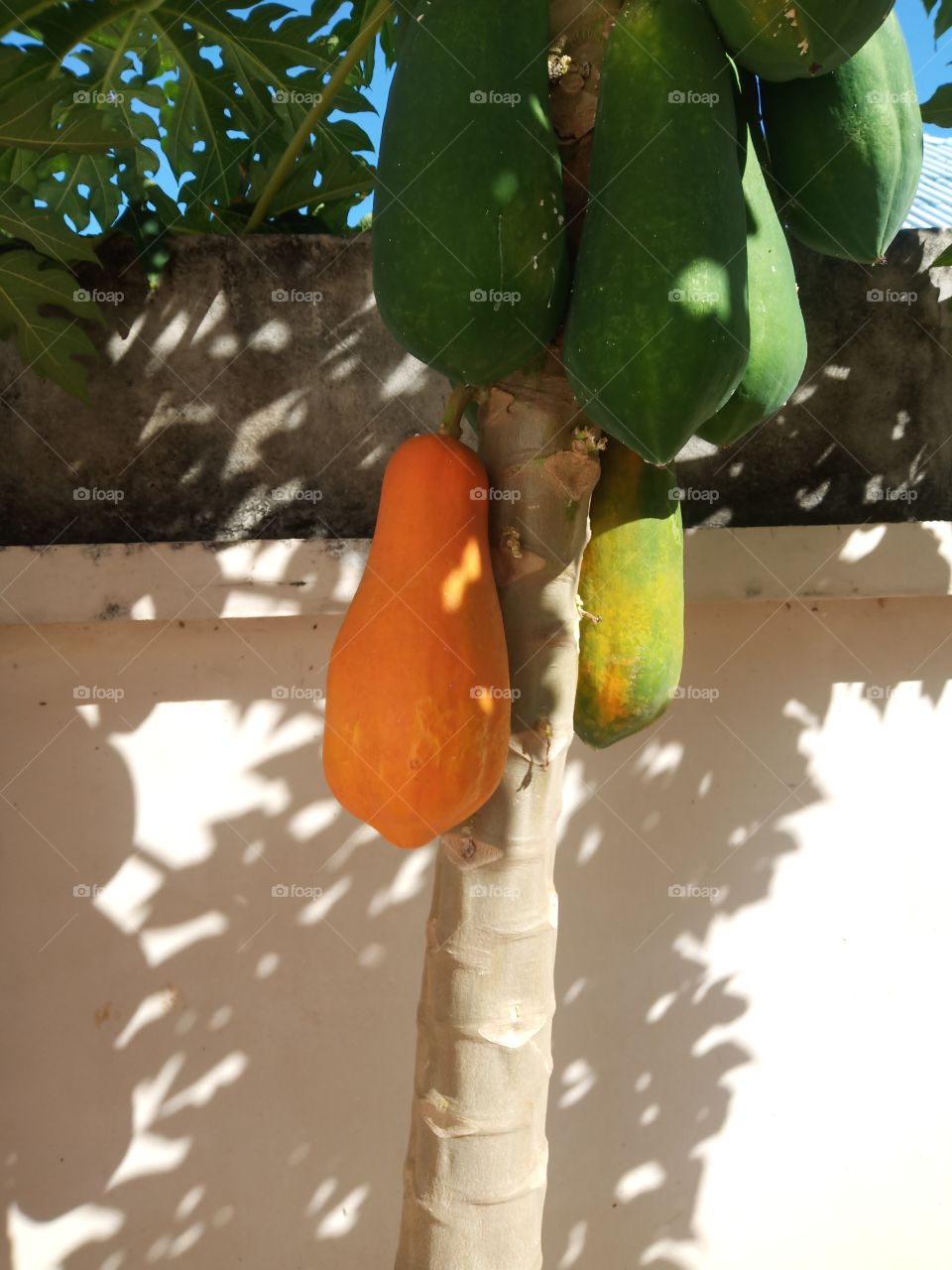 Viva LA Papaya