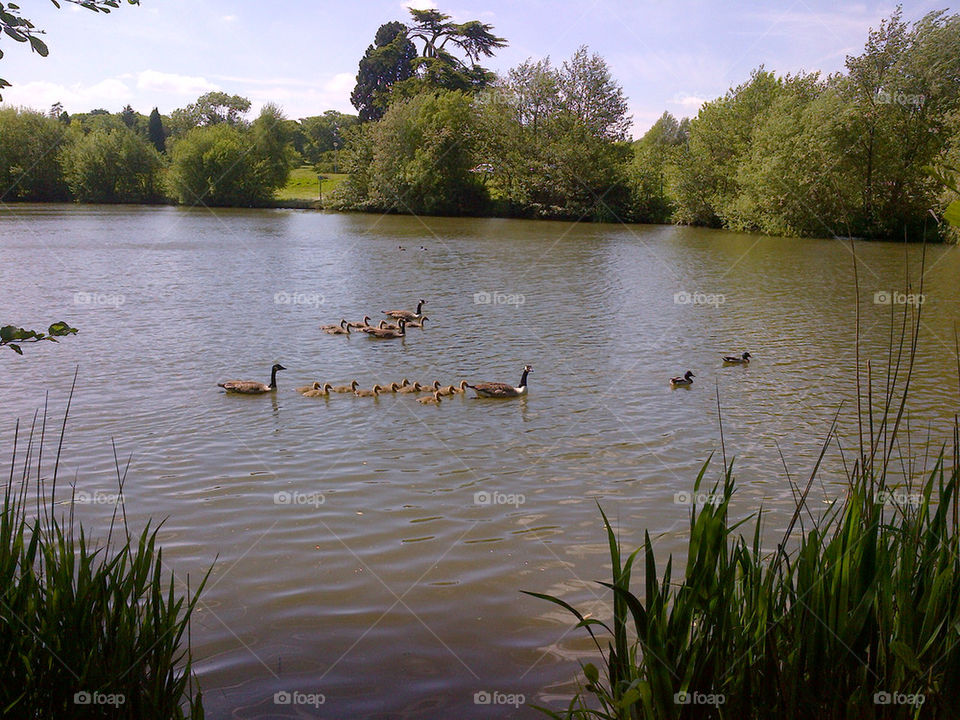 GEESE AND GOSLINGS IN LATE SPRING AT CHERTSEY